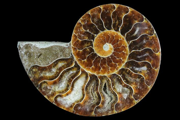 Agatized Ammonite Fossil (Half) - Madagascar #125057